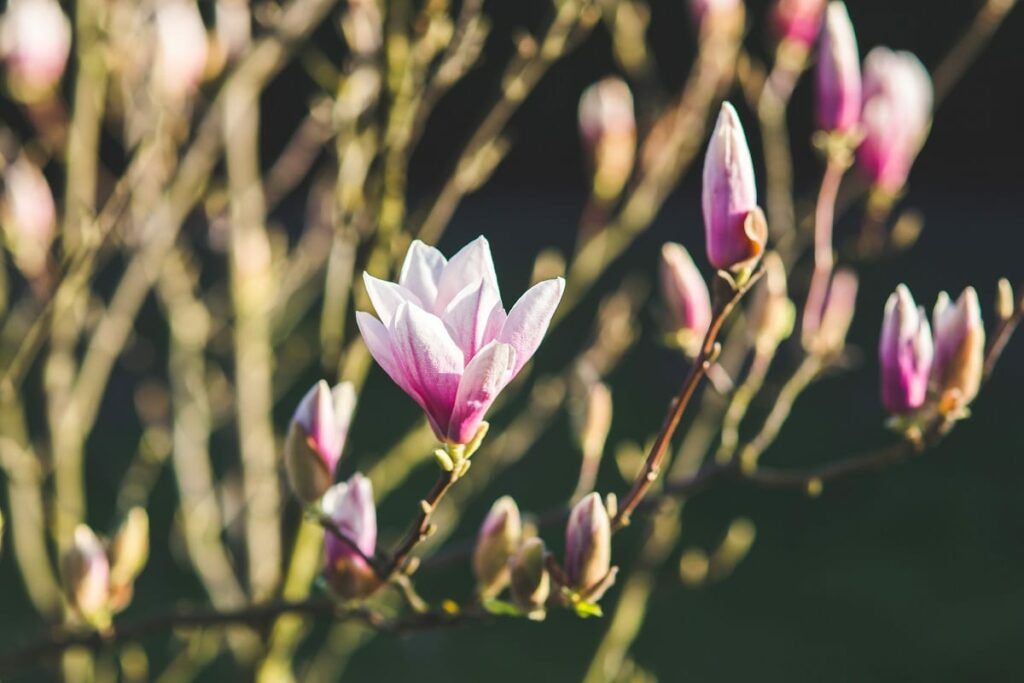 flowers