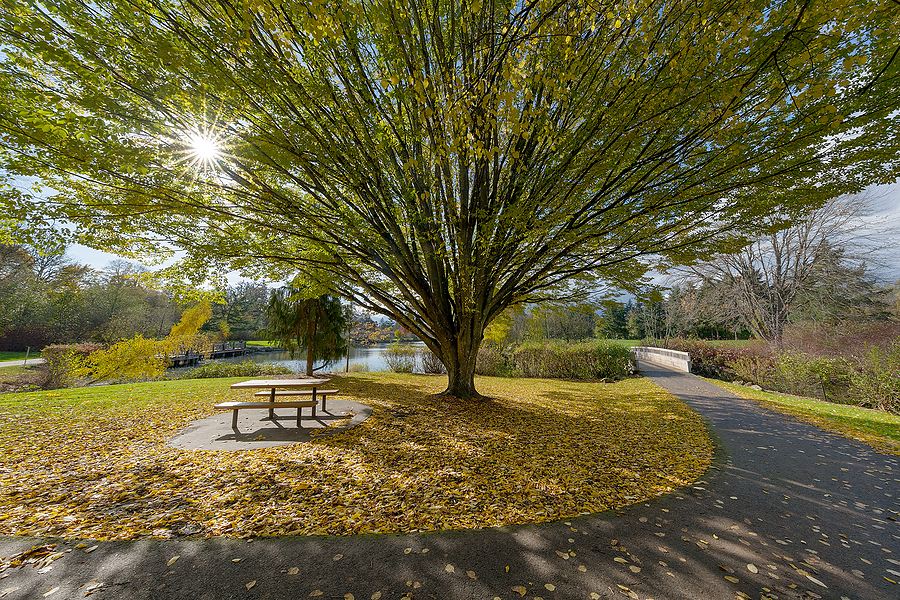Fall Colors at Commonwealth Lake Park in Beaverton Oregon on a sunny autumn day