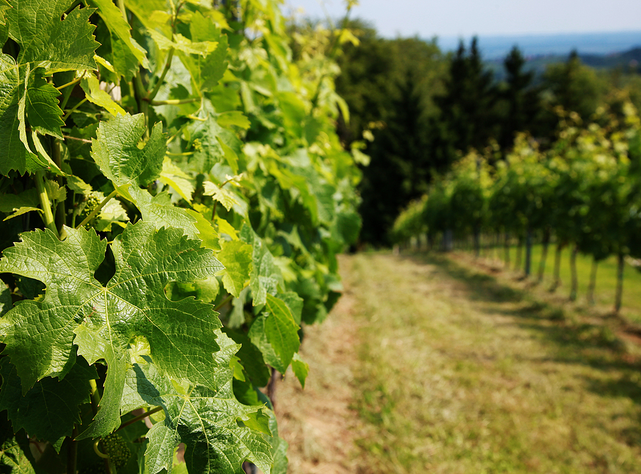 Vineyard in Hillsboro OR