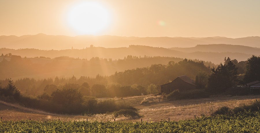 Bright Sun Over Rolling Hills In Newberg, Oregon