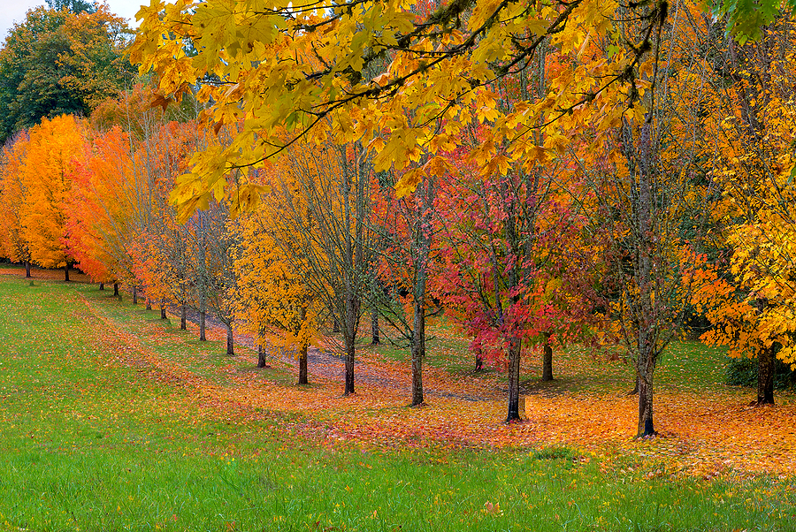 Park with tree lined maple trees in peak fall colors in Tigard, Oregon