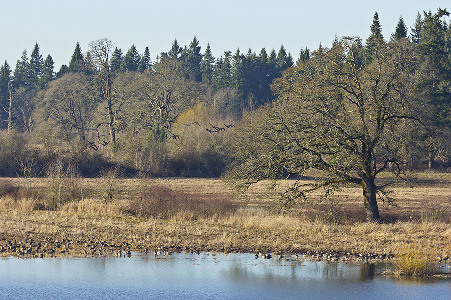 wildlife refuge in Tualatin, Oregon.
