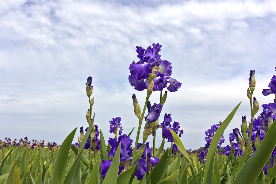 Field of iris flowers in Keizer Oregon.