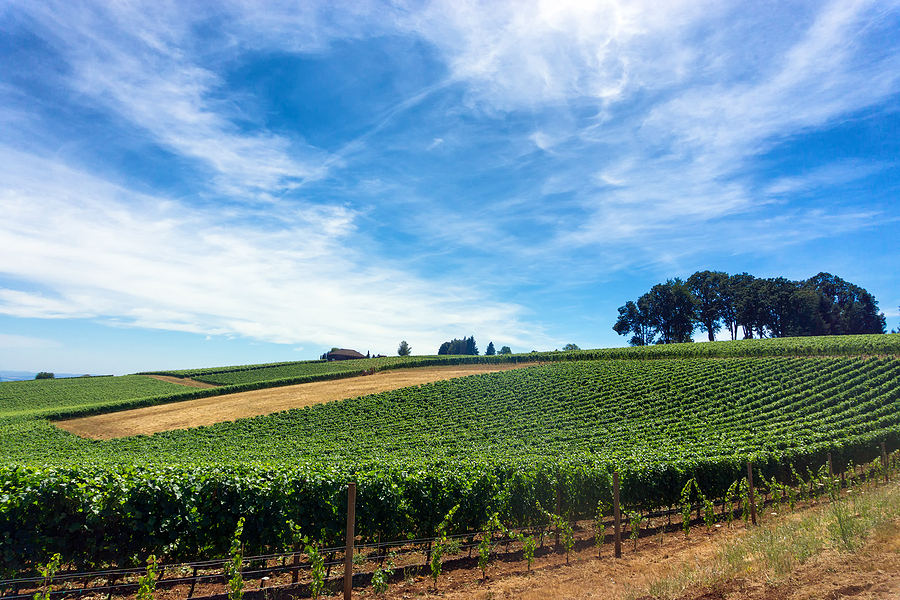 Vineyard in Sherwood Oregon, part of the DataSafe shredding service area