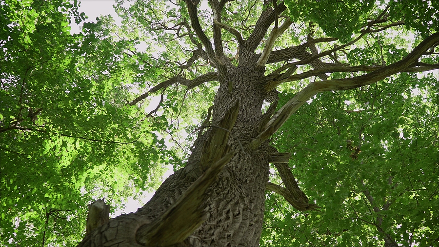 Oak Tree in Forest Grove, OR